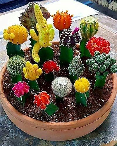 25+ Seeds Cactus Rare Succulents Cacti - Flower Mix