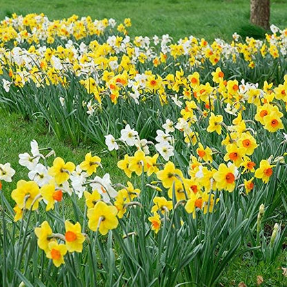 Wholesale Mixed Daffodil Flower Bulbs - 500+ Bulbs per Pack - Deer Resistant - Good as Cut Flowers - Good For Indoor Forcing - Naturalizing - Perennializing - Easy to Grow Live Plants - Outdoor Garden