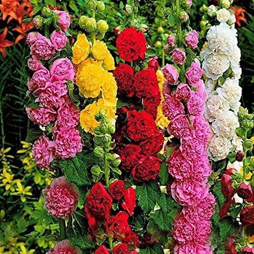 Hollyhock Double Mix Seeds – Alcea Rosea | Biennial/Perennial | Vibrant, Double Blooms for Garden Borders & Cottage Gardens