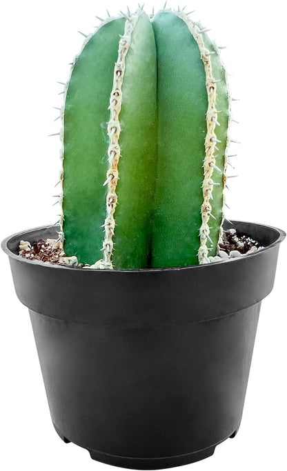 Sprout N Green Mexican Fence Post Cactus | Pachycereus marginatus, 4" to 6" High Live Cacti Plant, Office Home Décor