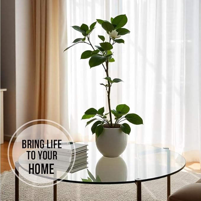 Camelia Tea Plant (4 Pack) | Real Live Plant for Sale | Perfect for Tea Lovers | Hardy and Easy to Grow for Planting | Grow Organic Tea Leaves at Home | Great for Indoor or Outdoor Gardens