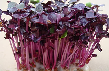 Rambo Radish Sprouting Seed, Non GMO - 12 oz - Country Creek Brand - Rambo Radish Sprouts, Garden Planting, Cooking, Soup, Emergency Food Storage, Vegetable Gardening, Juicing, Cover Crop