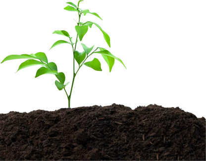 Old Potters Organic Compost - Plant Based Potting Soil - Home, Garden Fertilizer - Complete Food - Boosts Plant Growth - Use for Indoor and Outdoor Farming ~25 lbs (24 Quarts)