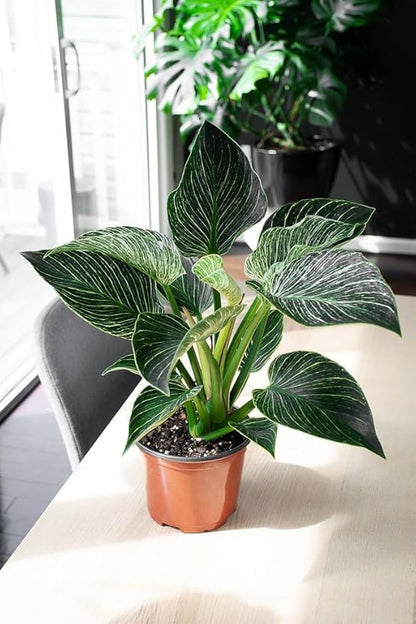 Premium Philodendron Potting Soil by Gardenera - Unlock The Full Potential of Your Plants - 5 QUARTS