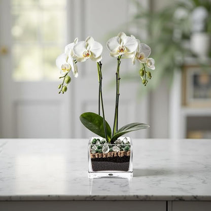 Premium White Phalaenopsis Orchid Plant - Live Double Stem with Clear Quartz and Green Aventurine Crystal - Indoor Flowering Houseplant Gift - Perfect for Birthday Anniversary