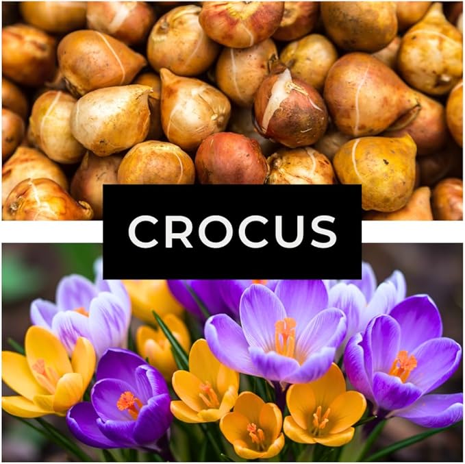 Colorful Crocus Blend Bulbs for Planting - Stunning Early Spring Blooms (50 Bulbs)
