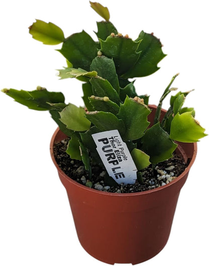 Live Holiday Cactus Plants, 4 Inch Potted Thanksgiving Christmas Cactus Collection, Pink Purple Orange Blooming Varieties, 3 Pack