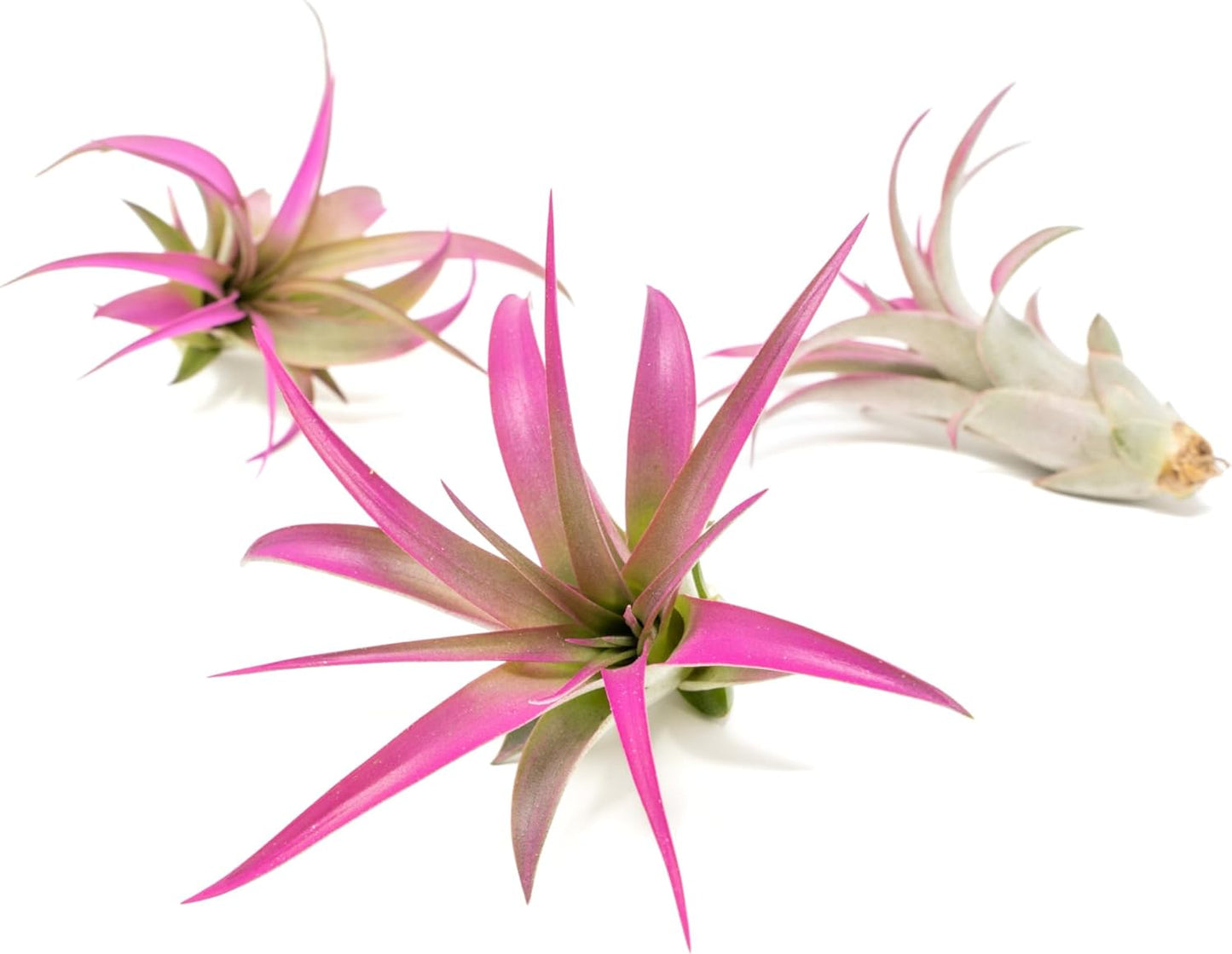 Fuchsia Colorful Tillandsia Air Plants - Long Lasting Color Enhanced Live Tillandsia Succulent House Plants - Home and Garden Decor - Easy Care Indoor/Outdoor Plants (Brachycaulos Abdita, Single)