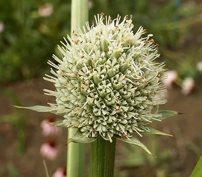 Rattlesnake Master - Tall Grass Prairie Flower - 100 Seeds