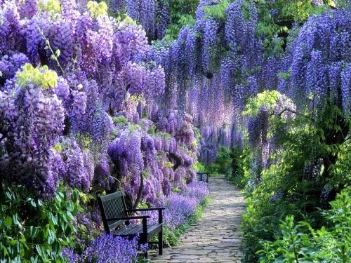 Blue Moon Wisteria Vine - Massive Foot Long Fragrant Flowers - Attract Hummingbirds - 2 - Year Plant by - Japanese Maples and Evergreens®