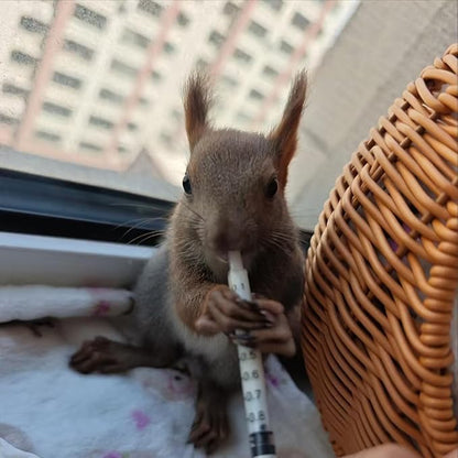 11pcs Puppy Kitten Feeding Tube Kit for Small Animals and Clear Feeding Syringe 5/10/20/30/60ml, Clear Feeding Tube, Syringe Bulb for Puppy Kitten Nestling Feeding Tools