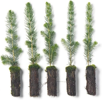 White Spruce Live Tree Seedlings | 6"-12" | Arbor Day Foundation (5-Pack)