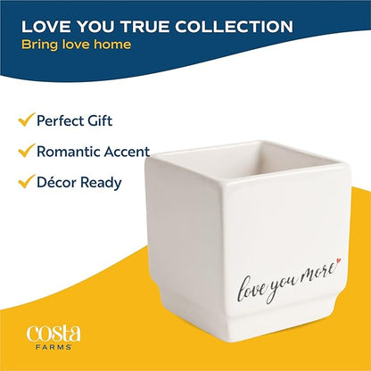 Costa Farms Money Tree Live Plant | 8-10 Inches Tall | Easy to Grow Indoor Houseplant in 2.5 Inch Cute Planter | Live Bonsai Home, Office, or Room Decor | Gardening, Birthday, and Housewarming Gift