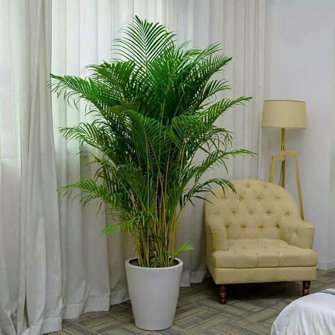 Seeds Parlor Palm (Chamaedorea elegans) Perennial Tree