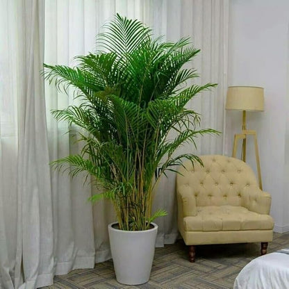 Seeds Parlor Palm (Chamaedorea elegans) Perennial Tree