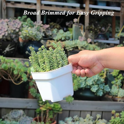 BangQiao 20 Pack 4.75 Inch Small White Plastic Square Nursery and Seedling Pot with Drainage Hole for Germination, Cactus, Herb, Succulent