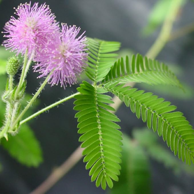 TickleMe Plant Greenhouse Kit