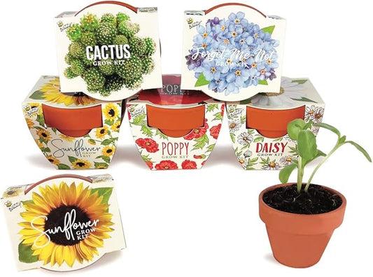 BUZZY Seeds Mini Terracotta Grow Pots Daydream Collection, Assorted 6-Pack Flower and Plant Seed Starter Kit for Kids and Adults, Indoor Gardening Gift, Holiday Present, Stocking Stuffer