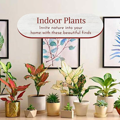 Aglaonema Live Plant Collection (4-Pack) - Chinese Evergreen Plants in 2-Inch Pots | Easy-Care Indoor Houseplants | Perfect for Low Light, Office Decor, and Air Purification