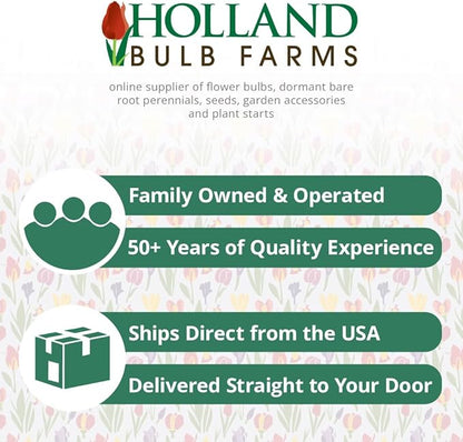 Mixed Botanical Crocus Flower Bulbs Jumbo Pack - 100 Bulbs per Pack - Good for Indoor Forcing - Grows Well in Containers - Naturalizing - Perennializing