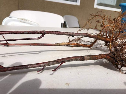 Japanese Red Maple Live Plants Shipped 1-2 Foot Tall