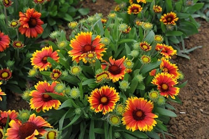 Arizona Sun Gaillardia Flower Seeds,100 Count COOL BEANS N SPROUTS Brand. Home Gardening.