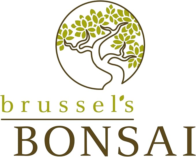 Brussel's Bonsai Live Golden Gate Ficus Indoor Bonsai Tree - Large, 10 Years, 16 to 20 In - Live Bonsai Tree in Ceramic Bonsai Pot and Humidity Tray