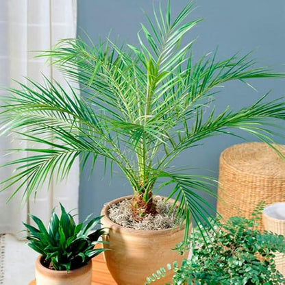 Dwarf Date Palm Seeds – Slow-Growing Perennial Palm (Phoenix roebelenii) | Indoor/Outdoor Ornamental, Non-GMO, Tropical Landscape Plant