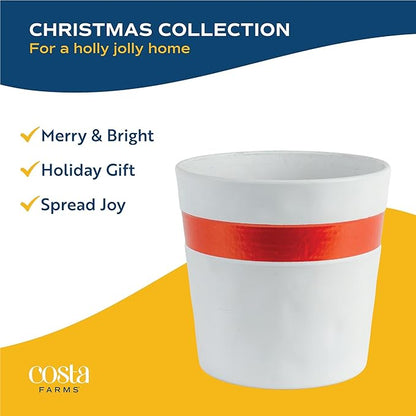 Costa Farms Live Christmas Tree, Medium Norfolk Island Pine in Merry Christmas Wreath Ceramic Plant Pot, Christmas Ornaments, Tabletop Christmas Gift, Holiday, Christmas Room Decor, 18-20 Inches Tall