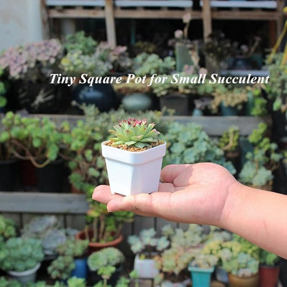 BangQiao 100 Pack 2.55 Inch Small White Plastic Square Nursery and Seedling Pot with Drain Hole for Germination, Cactus, Herb, Succulent