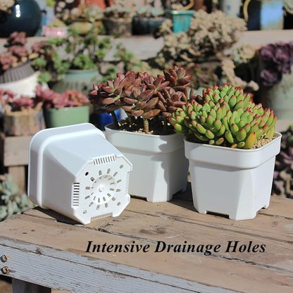 BangQiao 30 Pack 4.15 Inch White Plastic Square Nursery Seedlings Pot for Succulent, Cutting, Transplanting