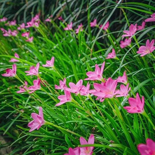 Zephyranthes Robustus Bulbs - Long Lasting Blooms, Perennial Rain Lily Bulk & Wholesale Bulbs for Planting | Easy to Grow and Low Maintenance (50 Pack)