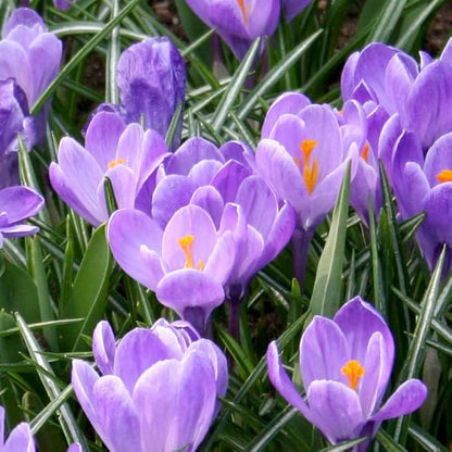 Grand Maitre Giant Crocus Flower Bulbs - 25 Bulbs per Pack - Attracts Butterflies and Hummingbirds - Deer Resistant - Good for Indoor Forcing - Naturalizing - Perennializing