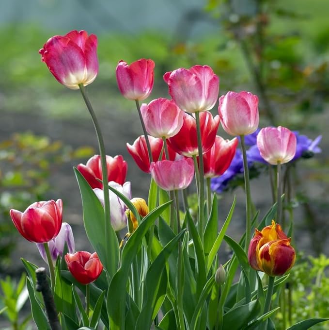 Showgirl Pink Tulip Bulbs – Gardener’s Favorite Spring Flowers | 10 Premium Perennial Bulbs for Vibrant Pink Blooms | Easy to Grow | Attracts Bees & Butterflies | Zones 3–8 | Great Gift (10 Bulbs)