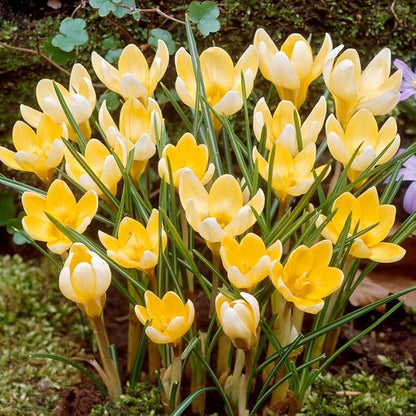 Romance Species Crocus Flower Bulbs - 25 Bulbs per Pack - Deer Resistant - Naturalizing - Perennializing - Easy to Grow Live Plants - Outdoor Garden