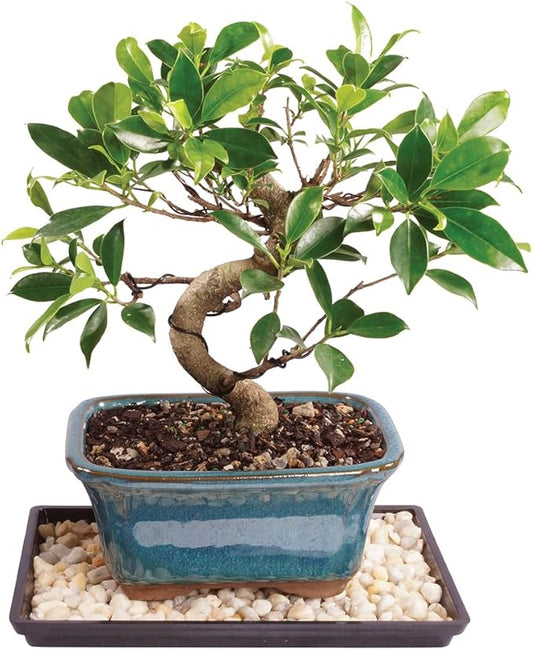 Brussel's Bonsai Live Golden Gate Ficus Indoor Bonsai Tree - Small, 4 Years Old, 5 to 8 In - Live Bonsai Tree in Ceramic Bonsai Pot with Humidity Tray