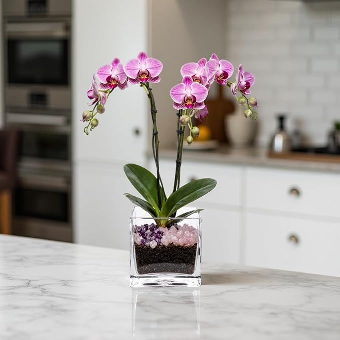 Premium Pink Phalaenopsis Orchid Plant - Live Double Stem with Rose Quartz and Amethyst Crystal - Indoor Flowering Houseplant Gift - Perfect for Birthday Anniversary