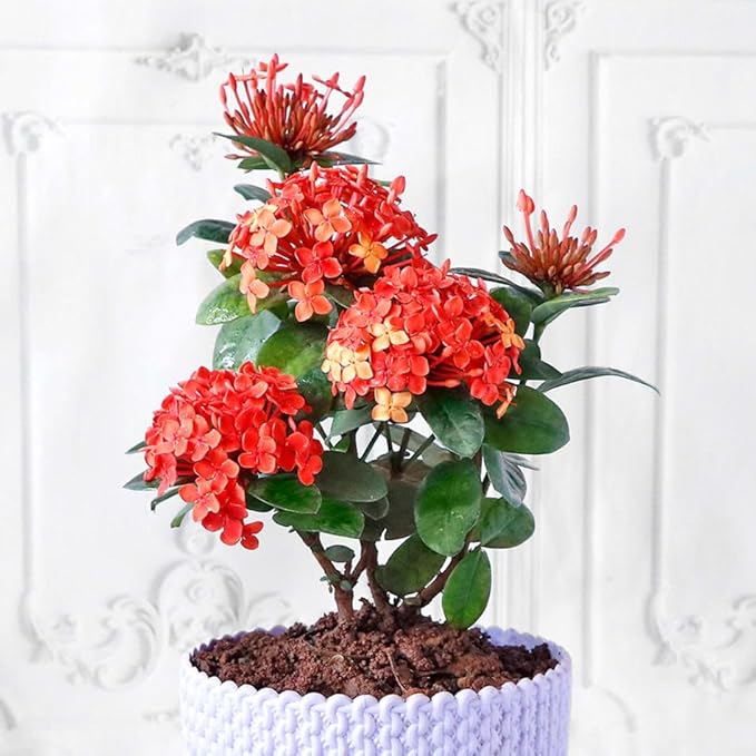 GARDENERA Ixora Plant Potting Soil - Enhance Blossoming and Health with Professional Grade Nutrient-Rich Mix - 3 Quart