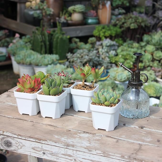 BangQiao 100 Pack 2.55 Inch Small White Plastic Square Nursery and Seedling Pot with Drain Hole for Germination, Cactus, Herb, Succulent