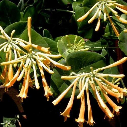 John Clayton Climbing Honeysuckle Vine - Lonicera - 2.5" Pot
