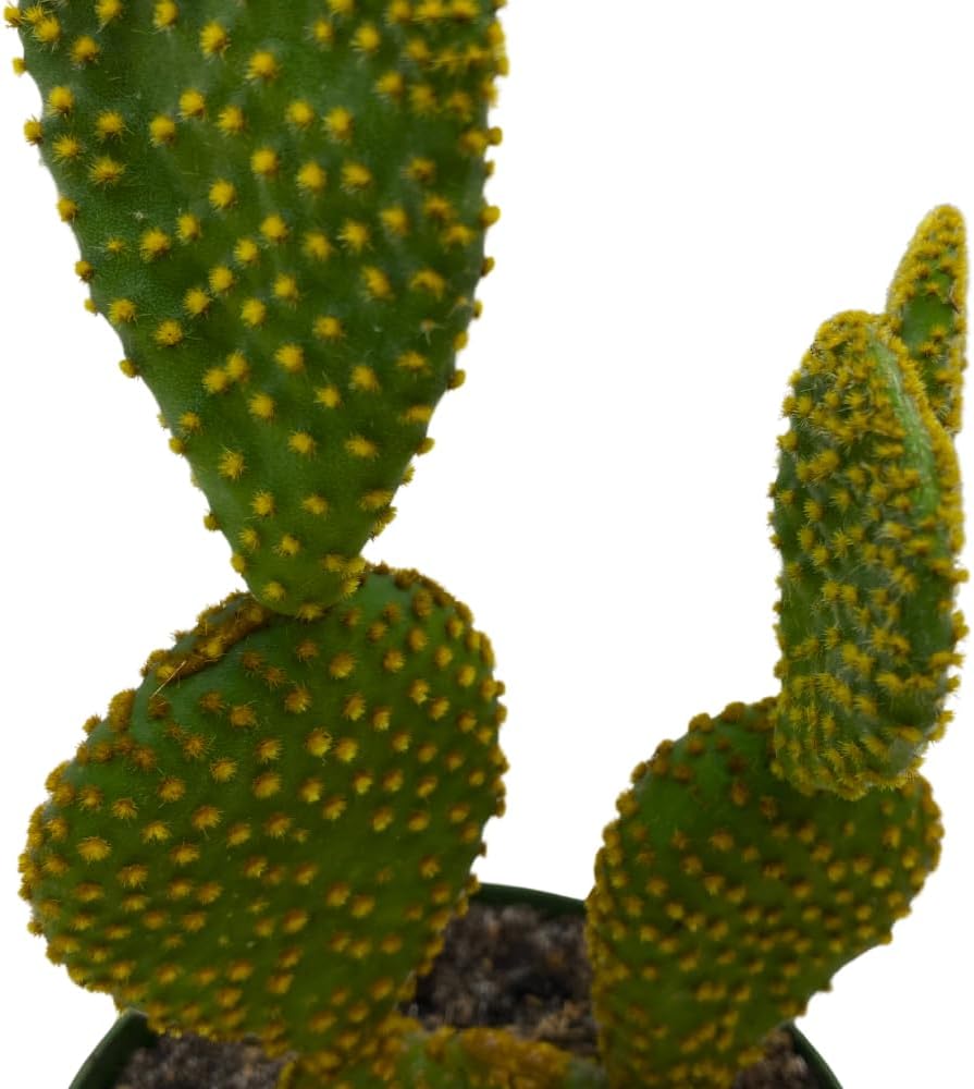 BubbleBlooms Bunny Ear Prickly Pear Cactus in a 4 inch Pot Yellow Opuntia Microsdasys