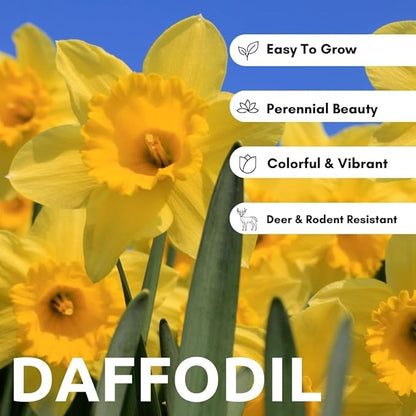 10 Pink Party Daffodil Bulbs for Planting - Easy to Grow Perennial Flowers for Garden or Containers (10 Bulbs)