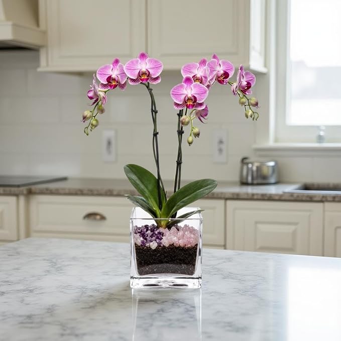 Premium Pink Phalaenopsis Orchid Plant - Live Double Stem with Rose Quartz and Amethyst Crystal - Indoor Flowering Houseplant Gift - Perfect for Birthday Anniversary