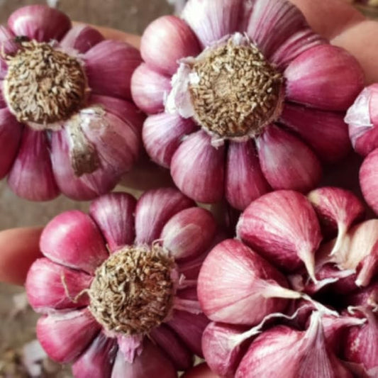 1 Pound Garlic for Planting in Fall Hardneck, 8-10 Chesnok Red Garlic Bulbs for Planting, Fresh and High Yield Bulb Variety Pack, Hardy and Fast Growing