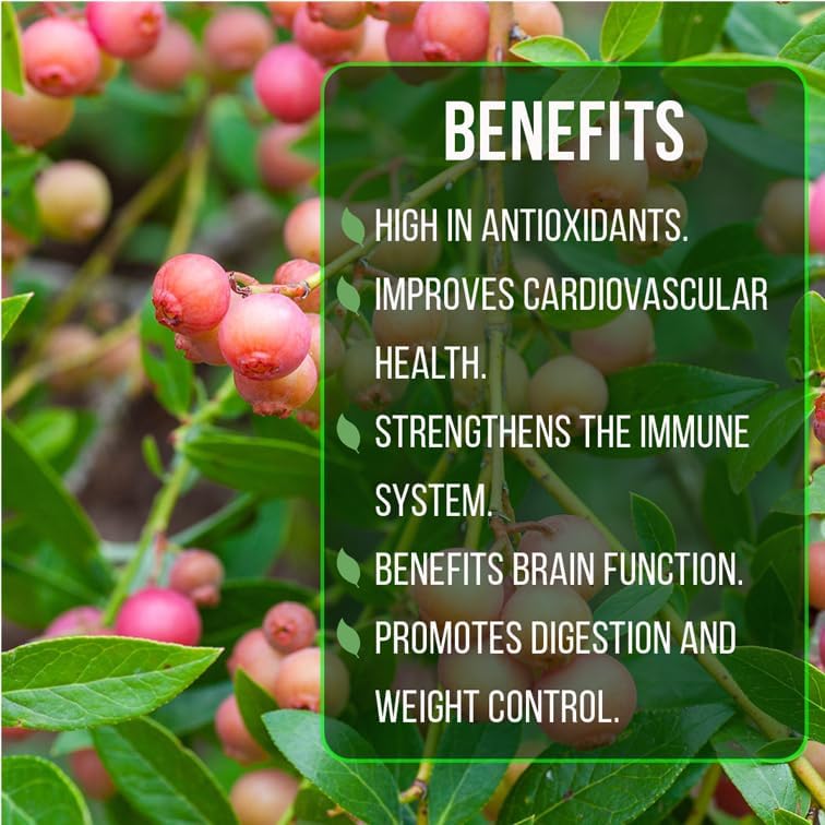 Pink Lemonade Blueberry (Pink Lemonade)