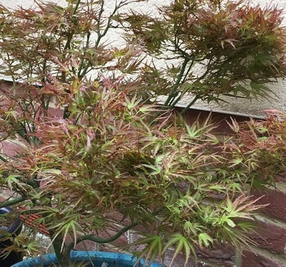 Kamagata Dwarf Japanese Maple - Live Plant - (2.5 QT)