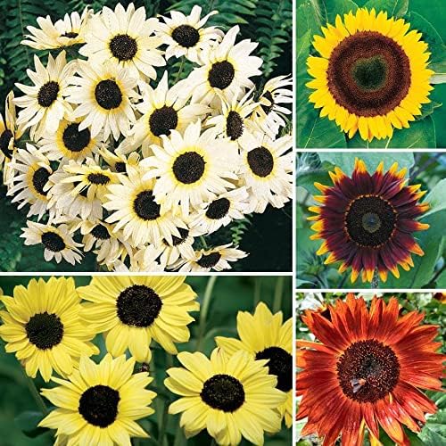 Park Seed Ultimate Collection Sunflower Seeds – 5 Unique Varieties for Cutting, Roasting, and Wildlife Gardens, Architectural Summer Blooms in a Full Color Mix, Pack of 250