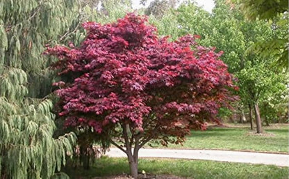 Red Japanese Maple Trees 2-Pack – Live Plants, 2-3 Ft Tall, Stunning Foliage