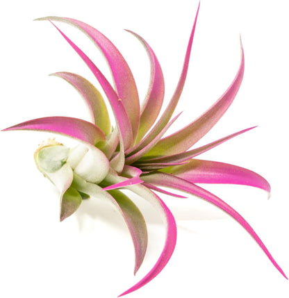 Fuchsia Colorful Tillandsia Air Plants - Long Lasting Color Enhanced Live Tillandsia Succulent House Plants - Home and Garden Decor - Easy Care Indoor/Outdoor Plants (Brachycaulos Abdita, Pack of 3)