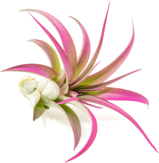 Fuchsia Colorful Tillandsia Air Plants - Long Lasting Color Enhanced Live Tillandsia Succulent House Plants - Home and Garden Decor - Easy Care Indoor/Outdoor Plants (Brachycaulos Abdita, Single)